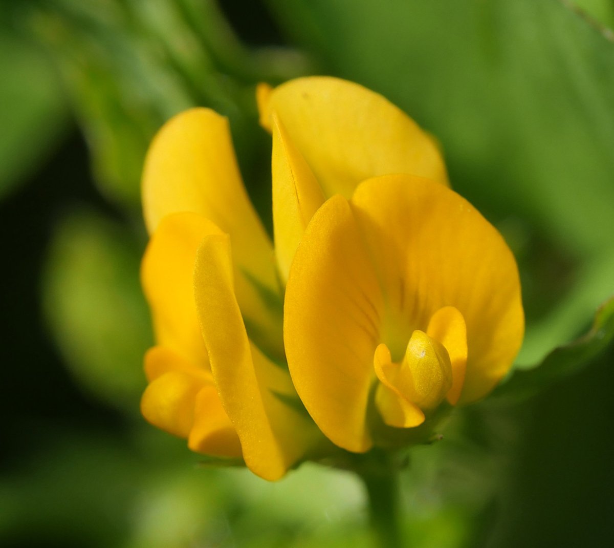 Medicago arabica, Madotz aldean
