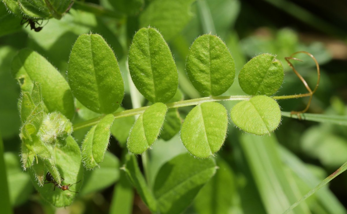 Vicia sepium Madotz aldean