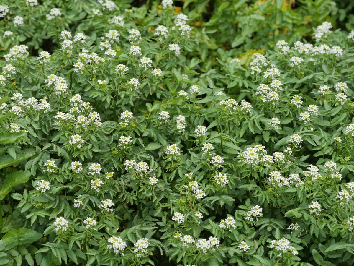 Nasturtium officinale Urruntzuru errekaren iturburuan, Irañeta aldean