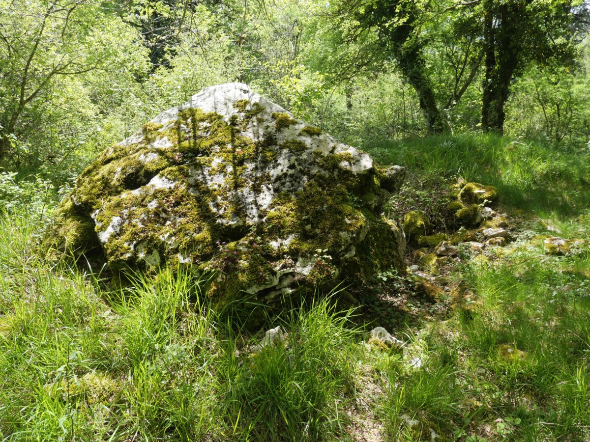 Armendiaga trikuharria, Aralar