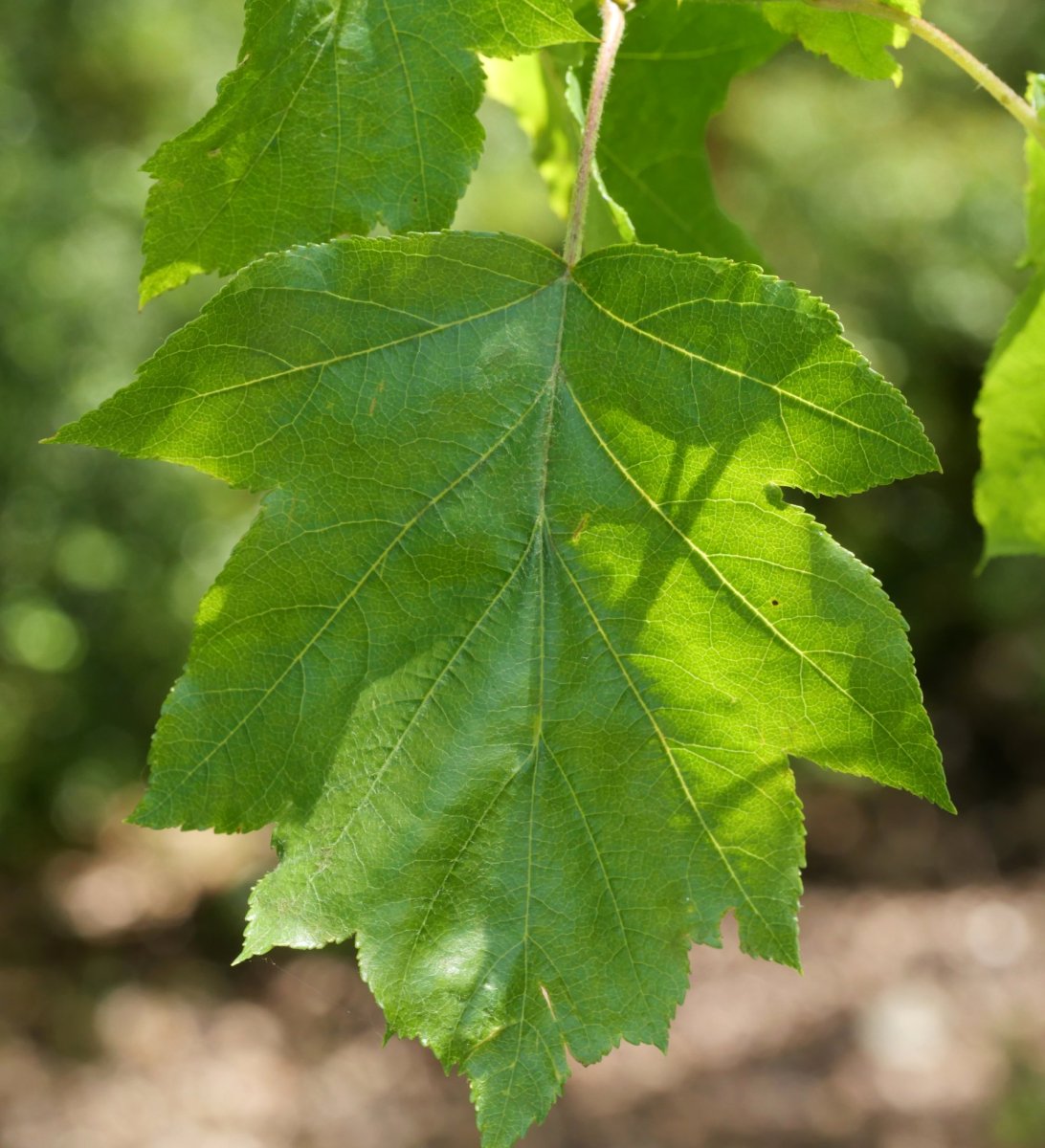 Sorbus torminalis, Arburu mendian
