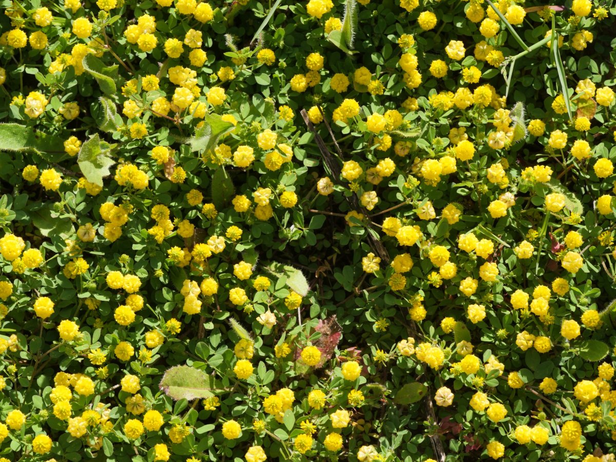 Trifolium campestre, Beraskoain aldean