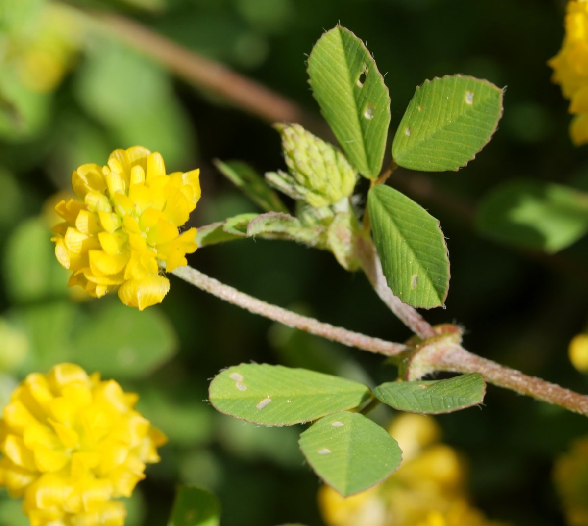 Trifolium campestre, Beraskoain aldean