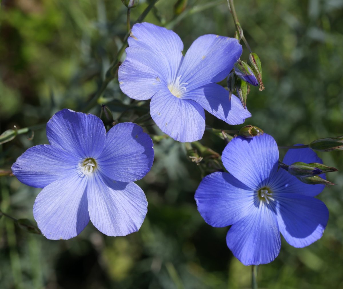 Linum narbonense Ekoiengo Gaina mendian