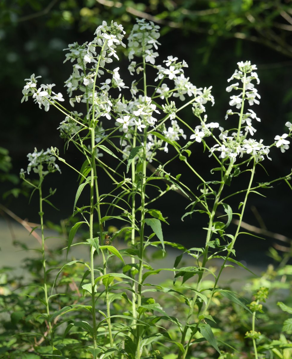 Hesperis matronalis Irurtzun aldean