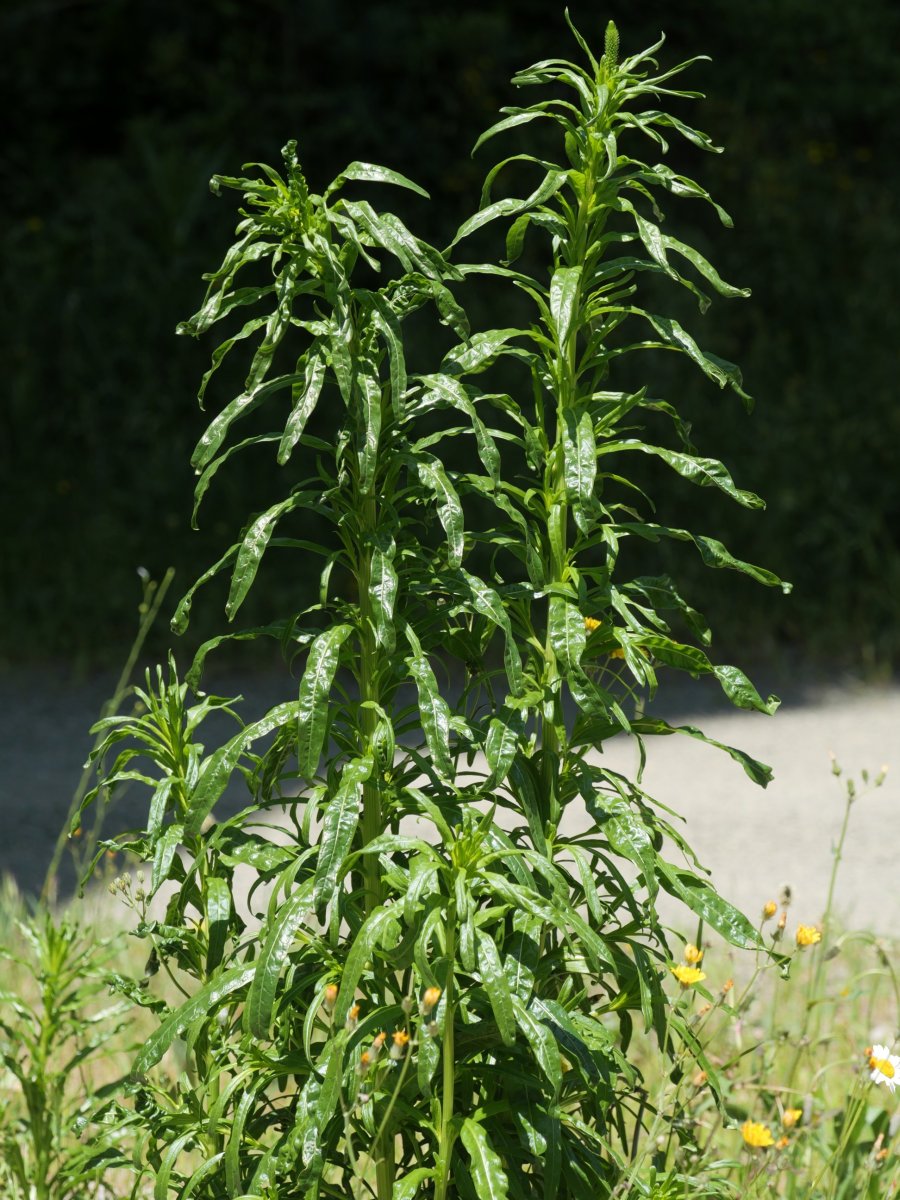 Resede luteola Irurtzun aldean