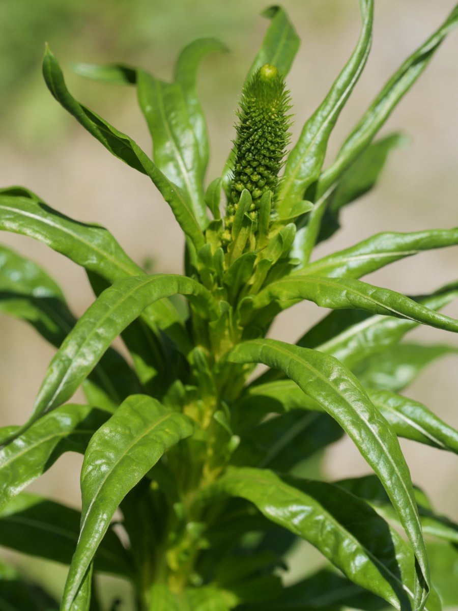 Reseda luteola Irurtzun aldean