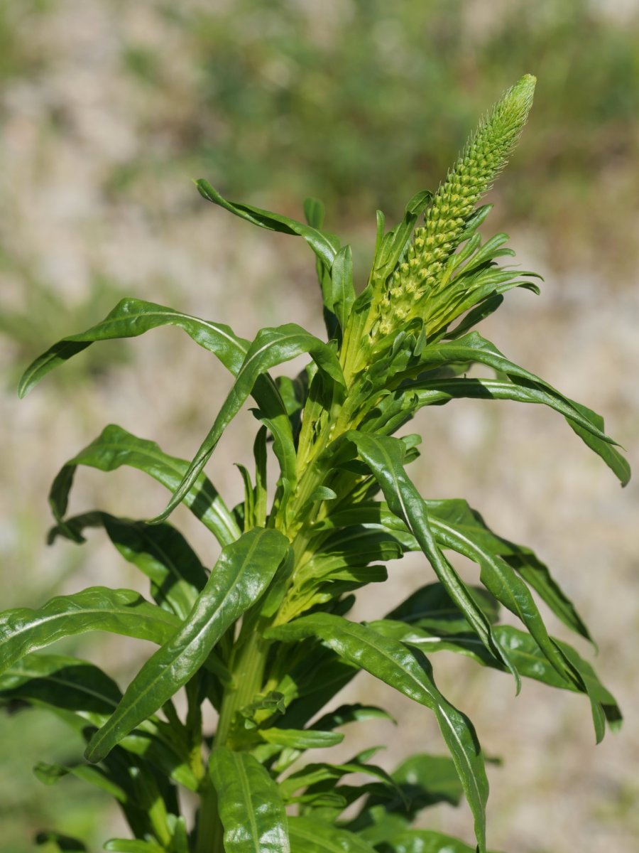Reseda luteola Irurtzun aldean