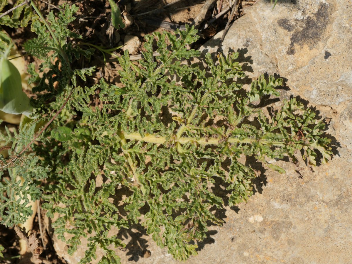 Thapsia villosa Etxauriko bizkarrean