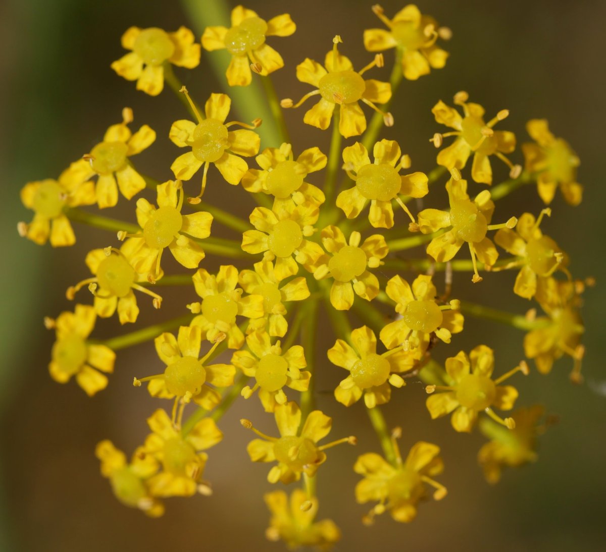 Thapsia villosa Etxauriko bizkarrean