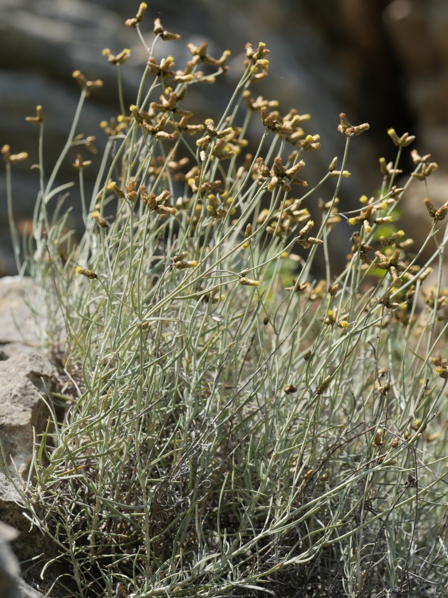 Phagnalon sordidum Etxauriko labarretan