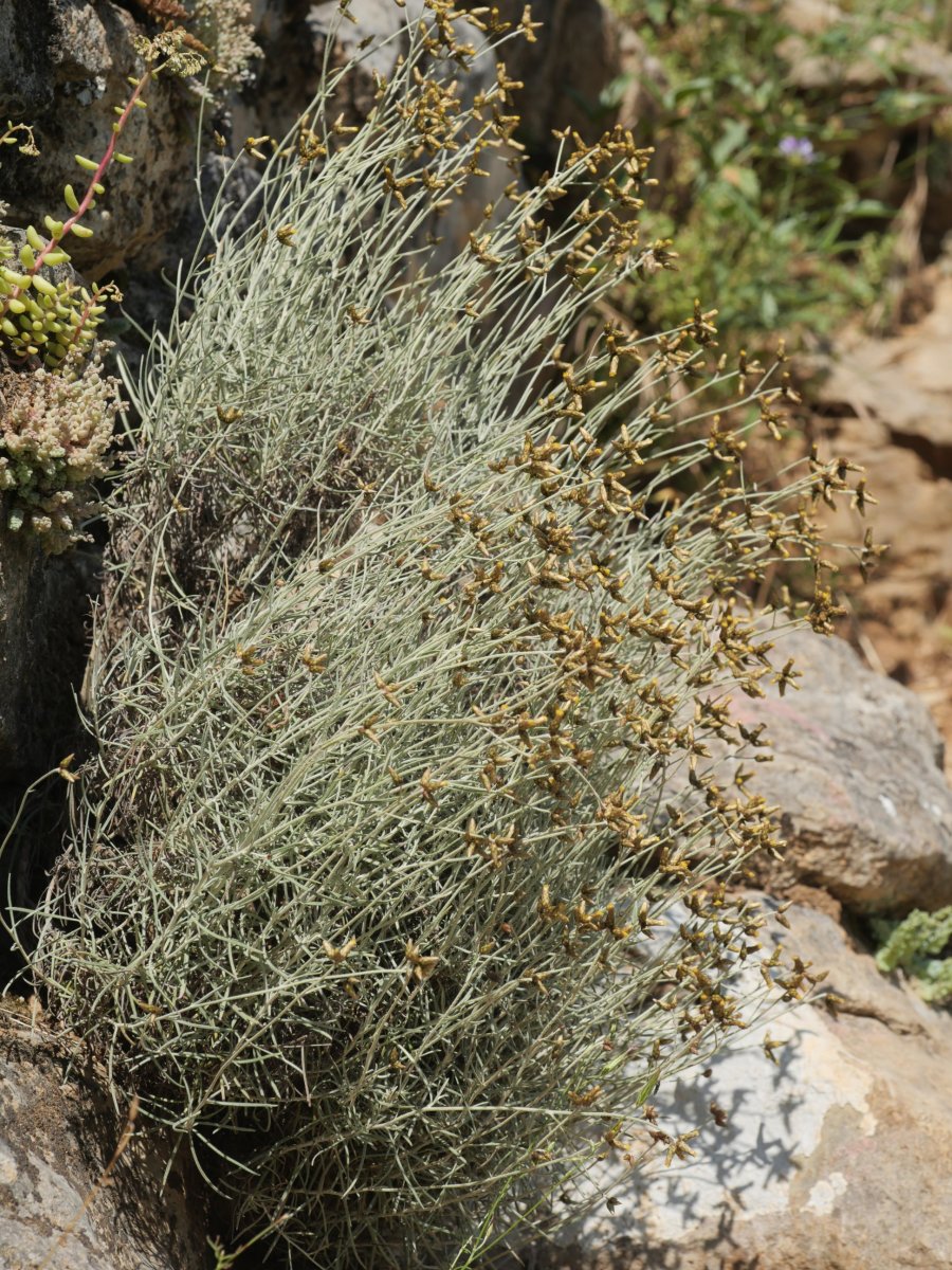 Phagnalon sordidum Etxauriko labarretan