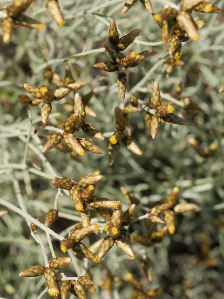 Phagnalon sordidum Etxauriko labarretan