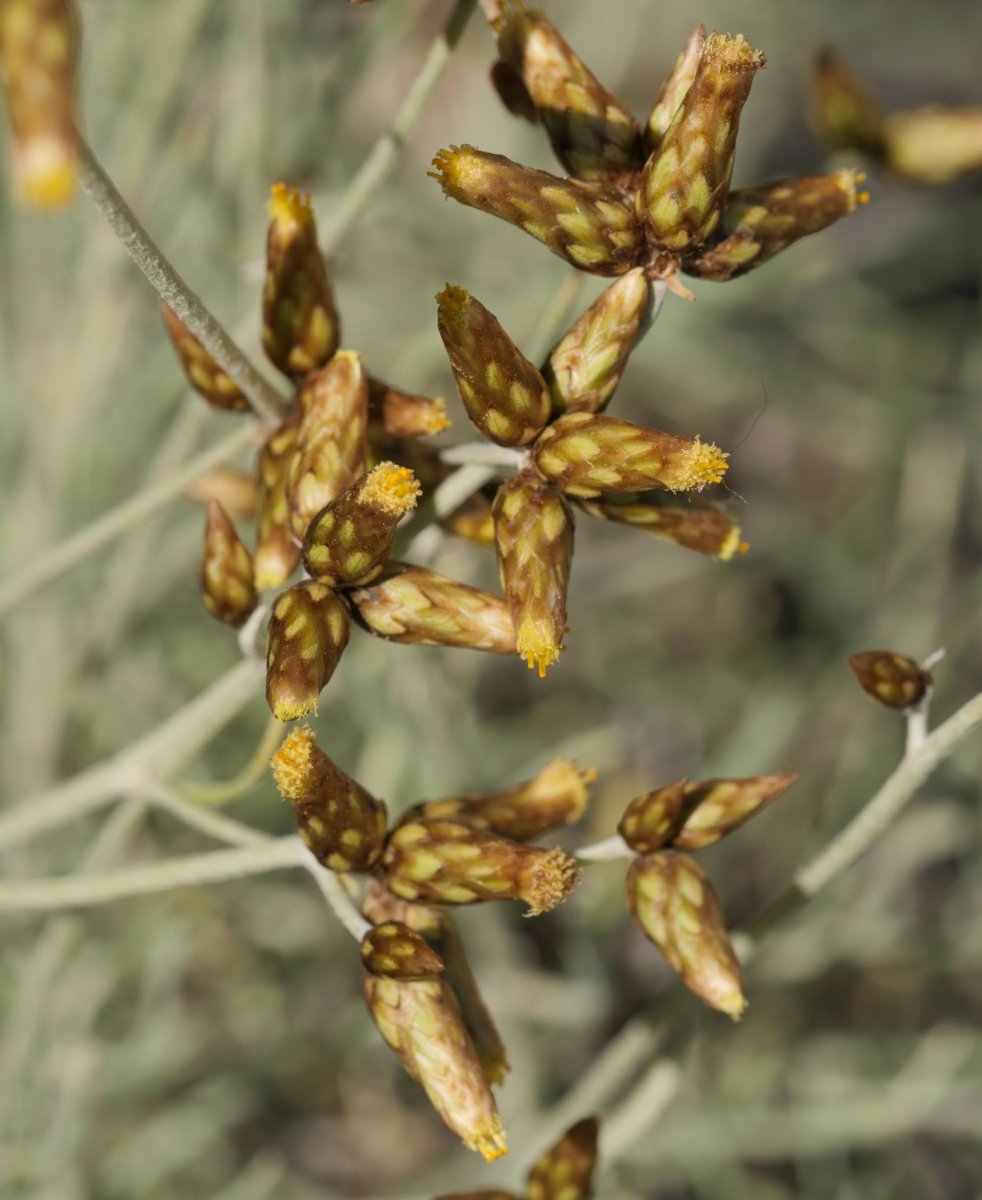 Phagnalon sordidum Etxauriko labarretan