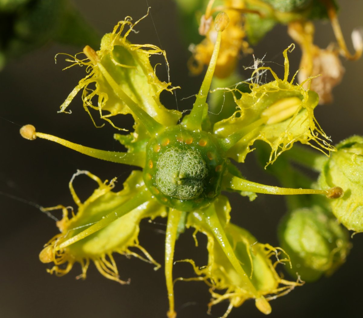 Ruta angustifolia Etxauri mendian