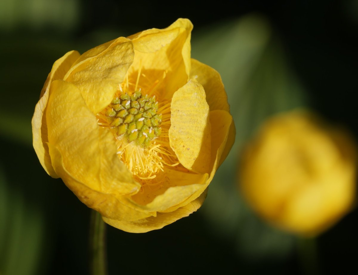 Trollius europaeus Culivillas sakanean