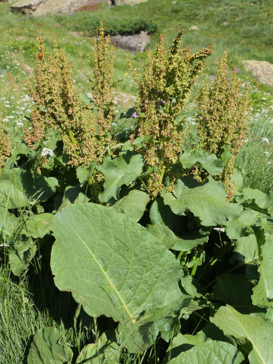 Rumex pseudoalpinus Barranco de Culivillas bailaran (1900 m.)