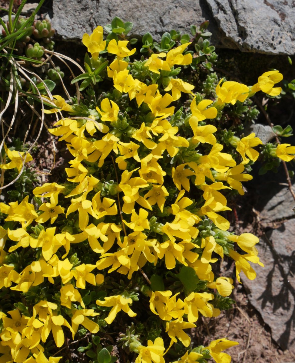 Androsace vitaliana Anayeteko lepoaren inguruetan