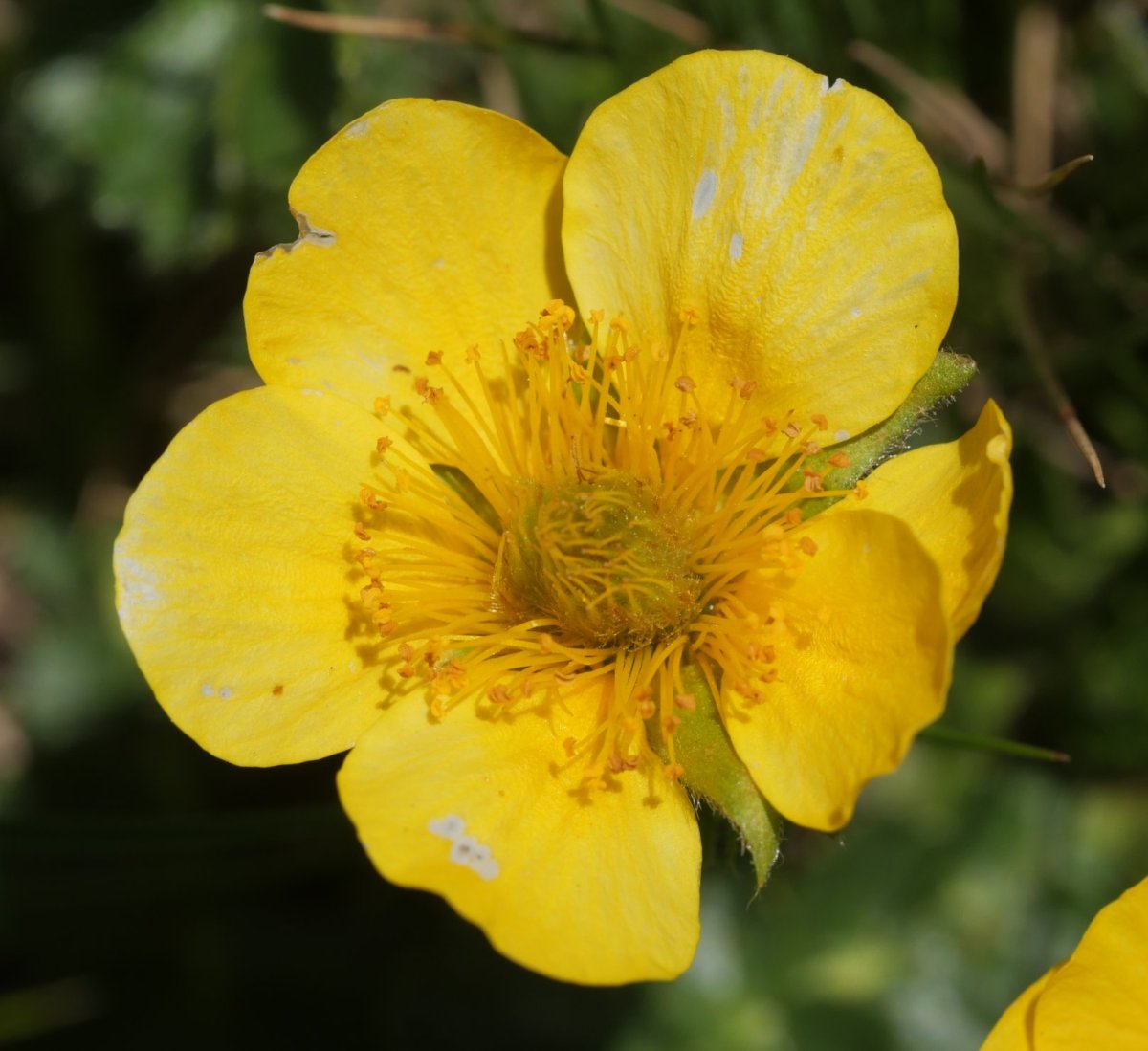 Geum montanum, Anayeteko iboien bazterrean