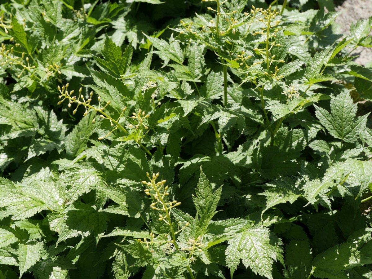 Actaea spicata Barranco de Culivillas bailaran (1900 m.)