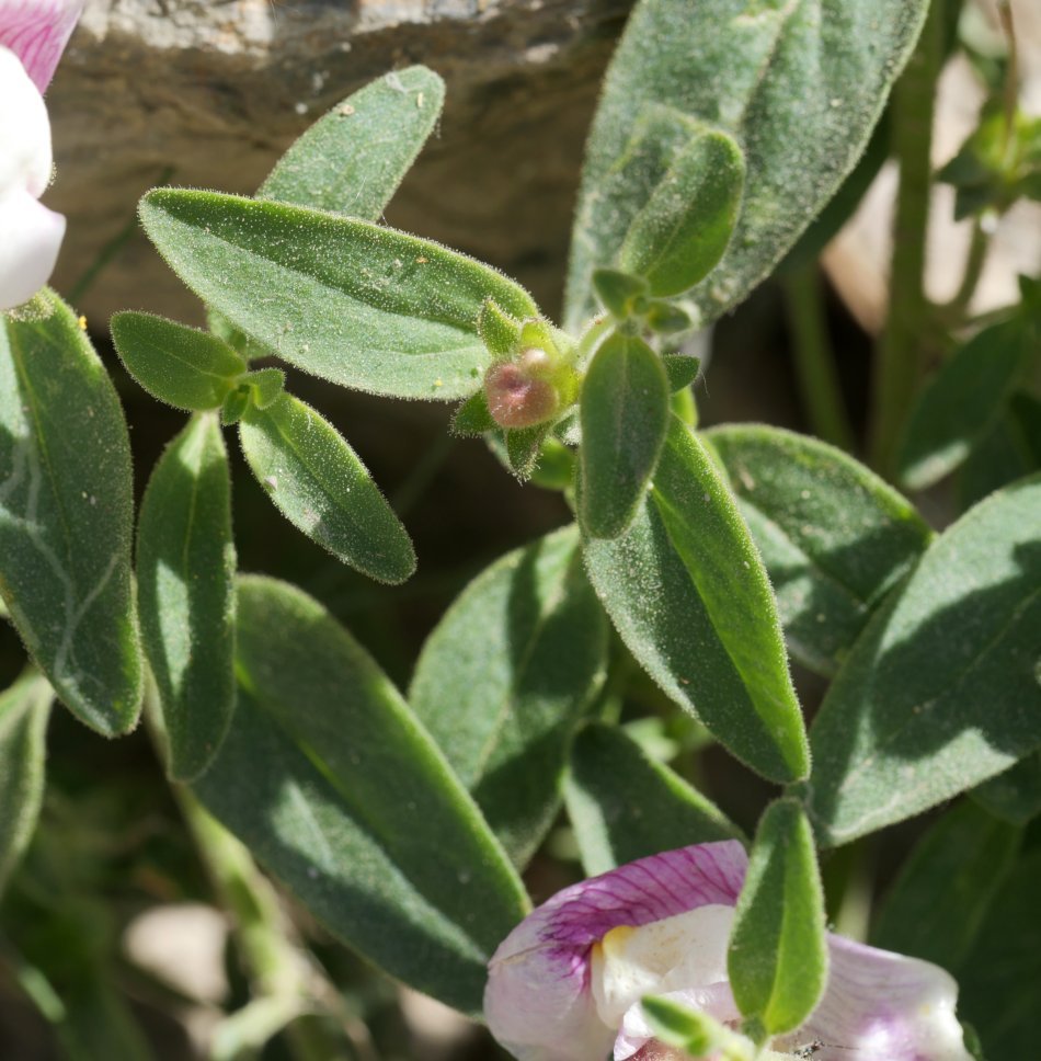 Antirrhinum molle Musales aldean
