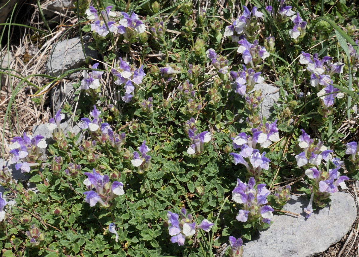 Scutellaria alpina Larrako eremuan