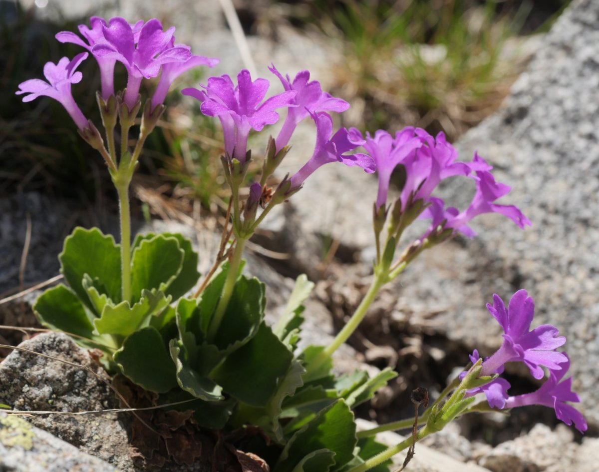 Primula hirsuta Bacias mendian