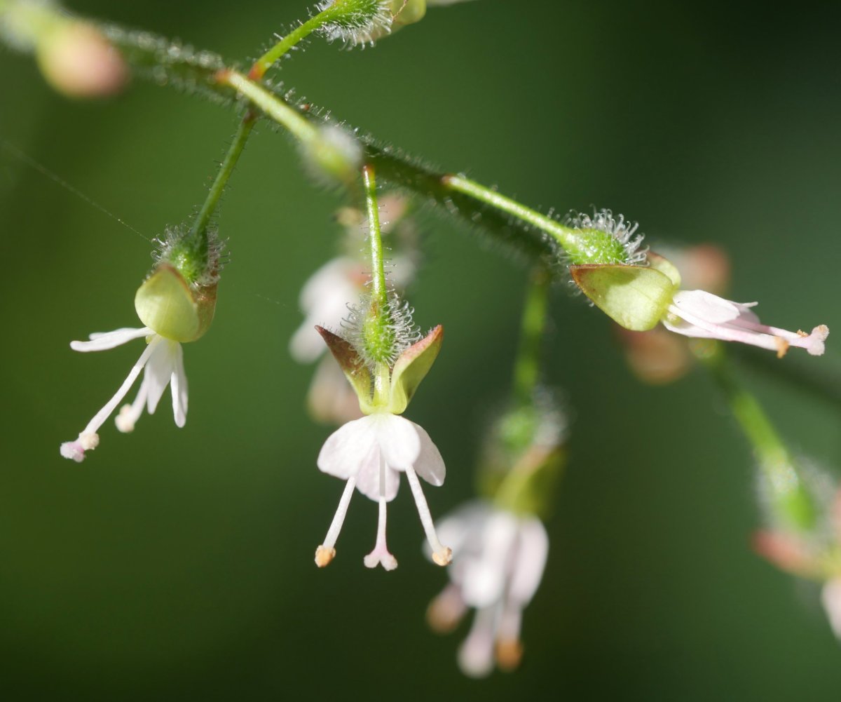 Circaea lutetiana lutetiana Errenterian