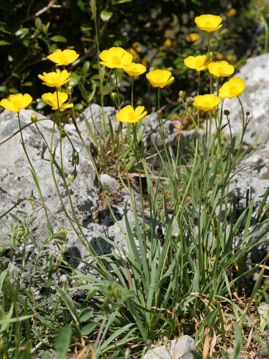Ranunculus gramineus Mandalen mendiaren tontorraren inguruetan