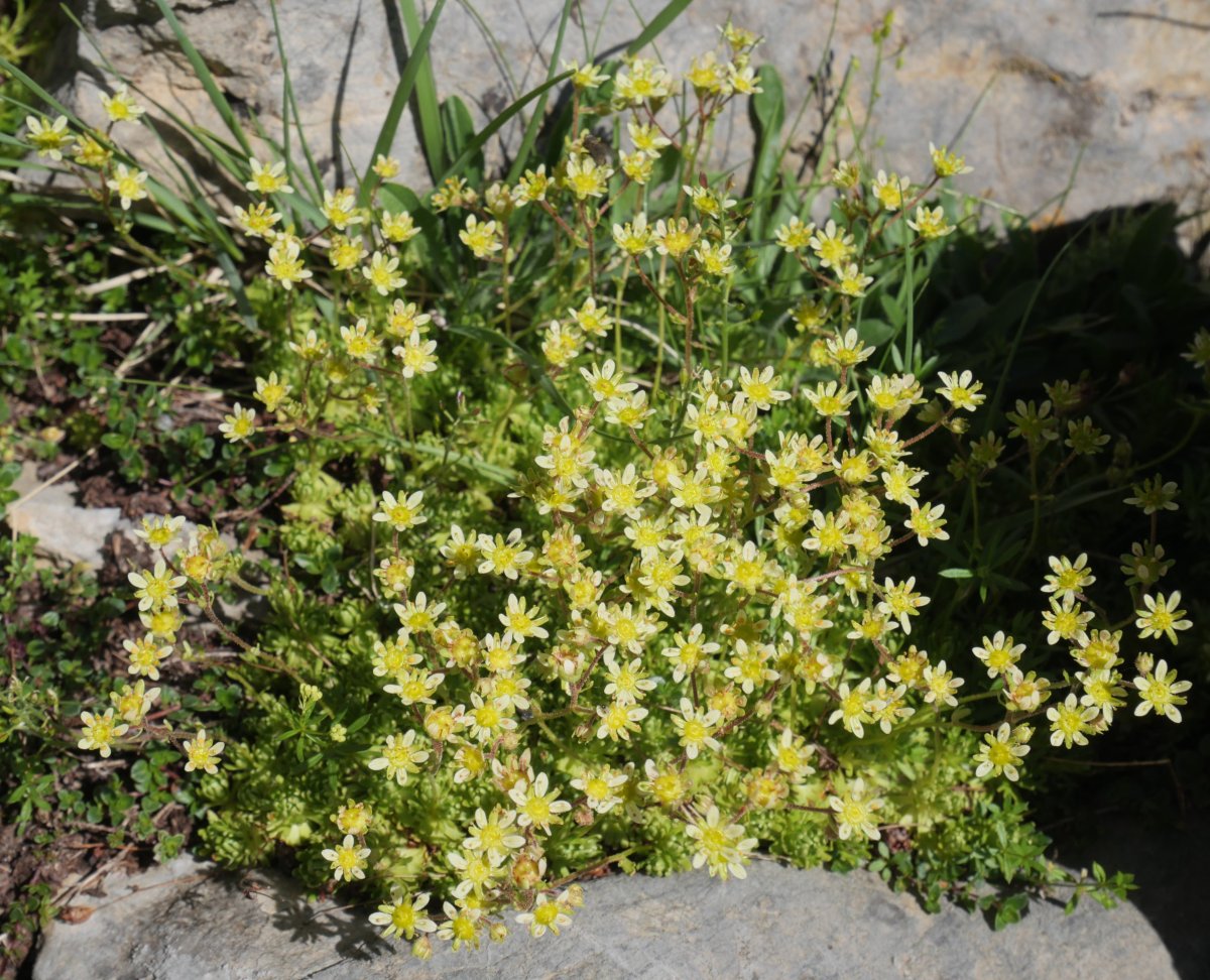 Saxifraga moschata Anéou inguruan