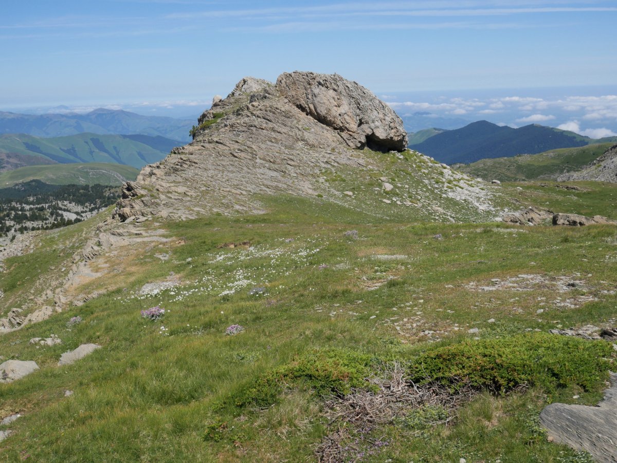 Latras tontorra hegoaldetik