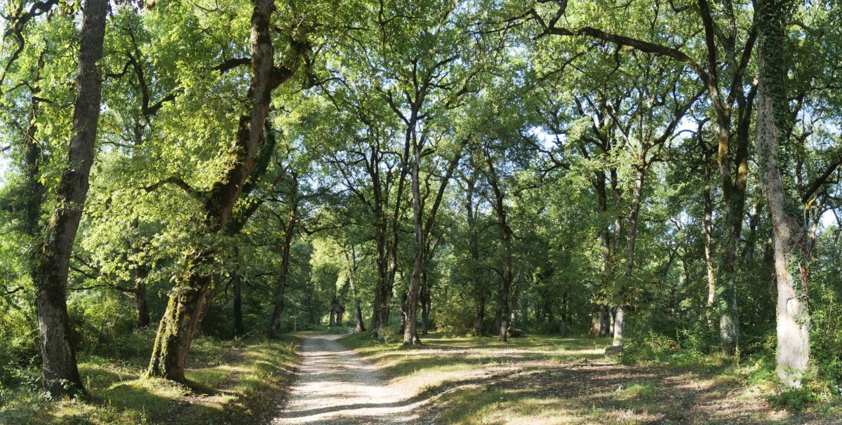 Irañeta aldeko abiapuntua, hariztian barrena