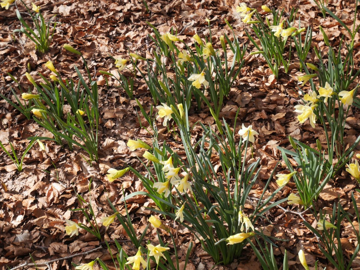 Narcissus pseudonarcissus Zarrantzmendiko ekialdeko hegian