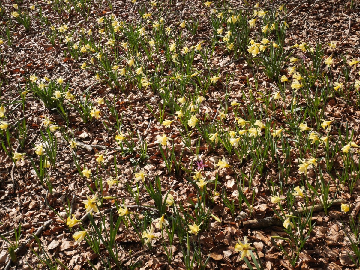 Narcissus pseudonarcissus Zarrantzmendiko ekialdeko hegian