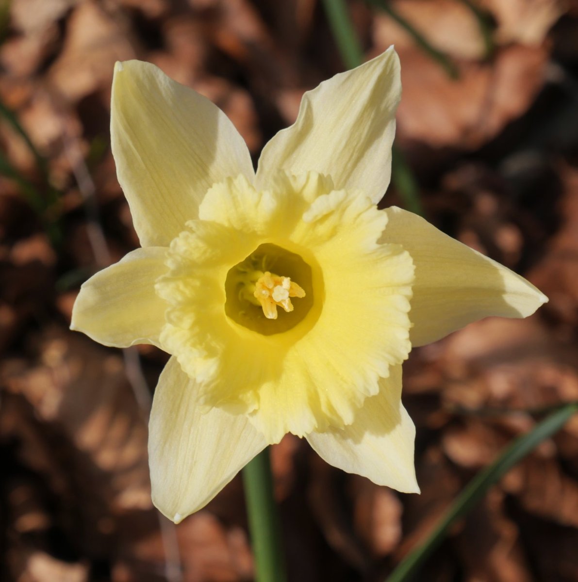 Narcissus pseudonarcissus Zarrantzmendiko ekialdeko hegian