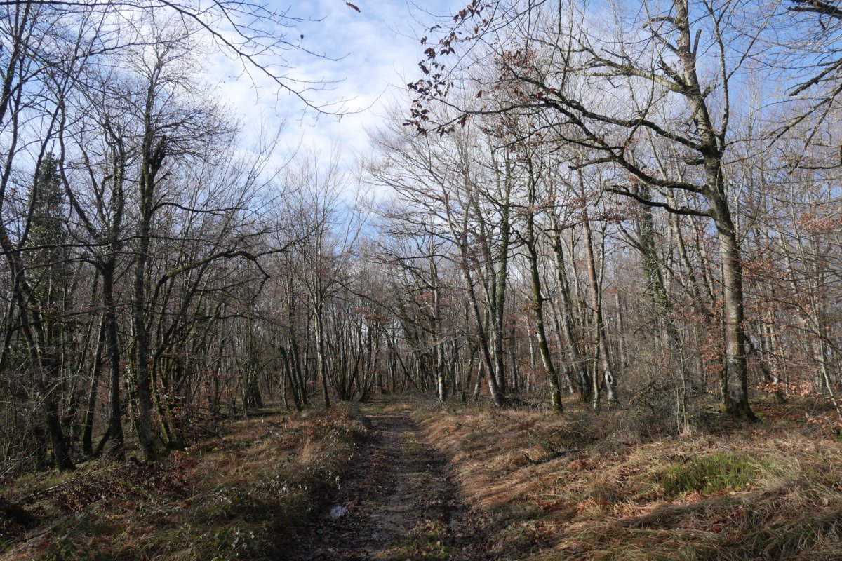 Beuntza Gaina zeharkatzen duen bide zabala