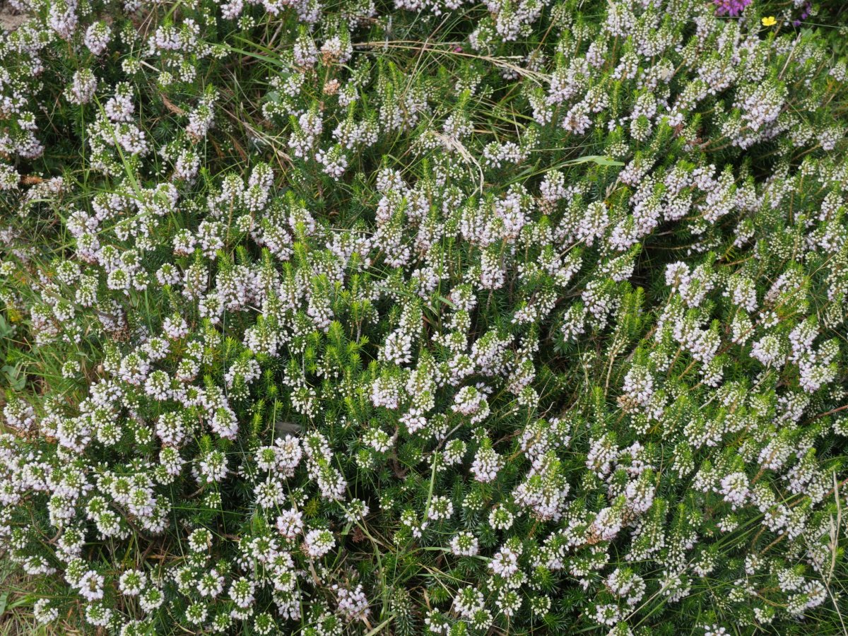 Erica vagans Ekaitza aldean
