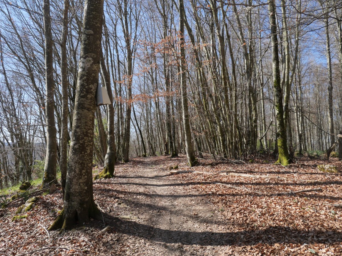 Beuntzako Gaina (hegoaldeko muinoa)