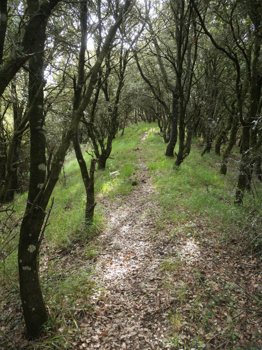 Larraundiko mendebaldeko bizkarreko bidea artadian barrena
