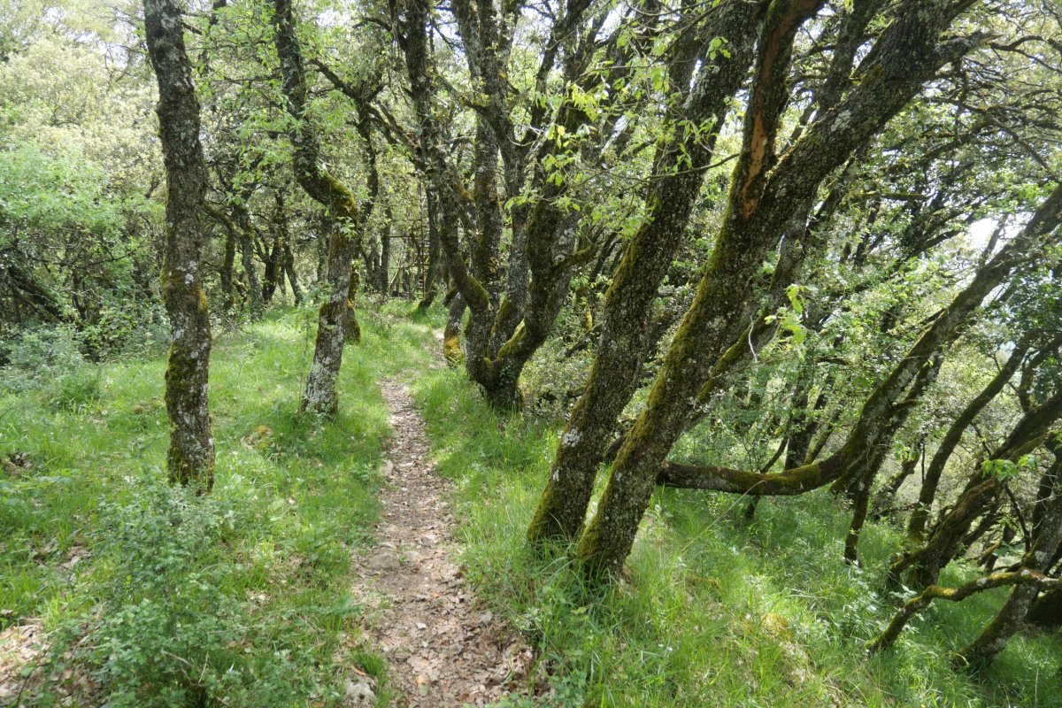 Bizkaiko ekialdeko bizkarreko bidea