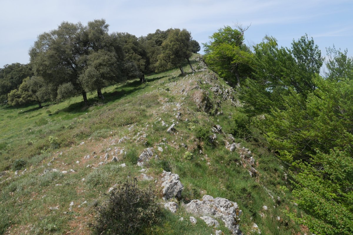 Bizkai tontorra, ekialdetik