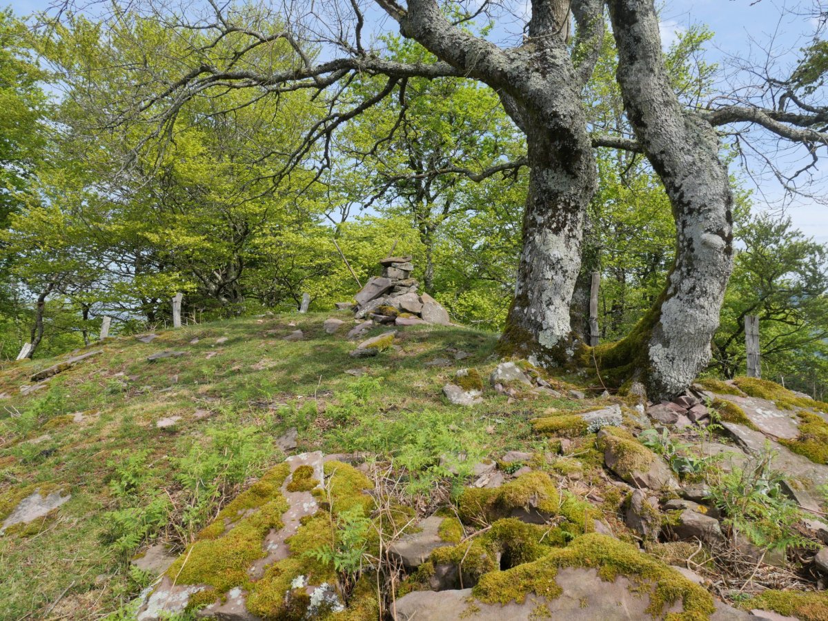 Meate tontorra
