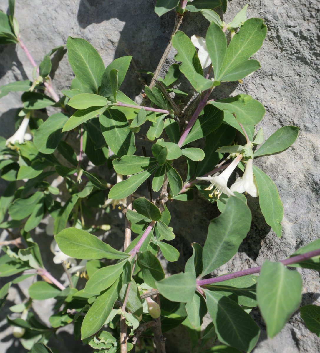 Lonicera pyrenaica Larran