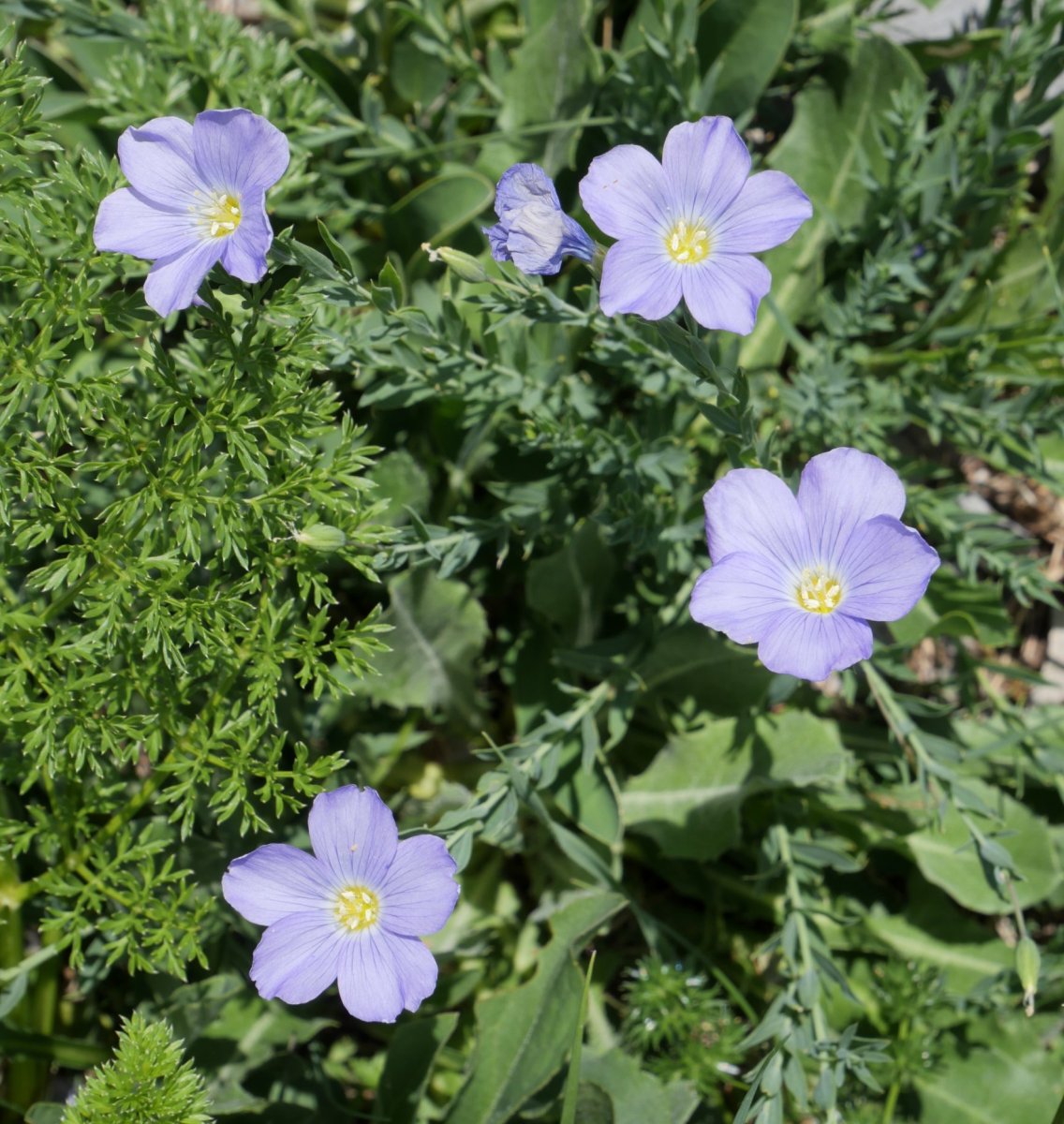 Linum alpinum Larran