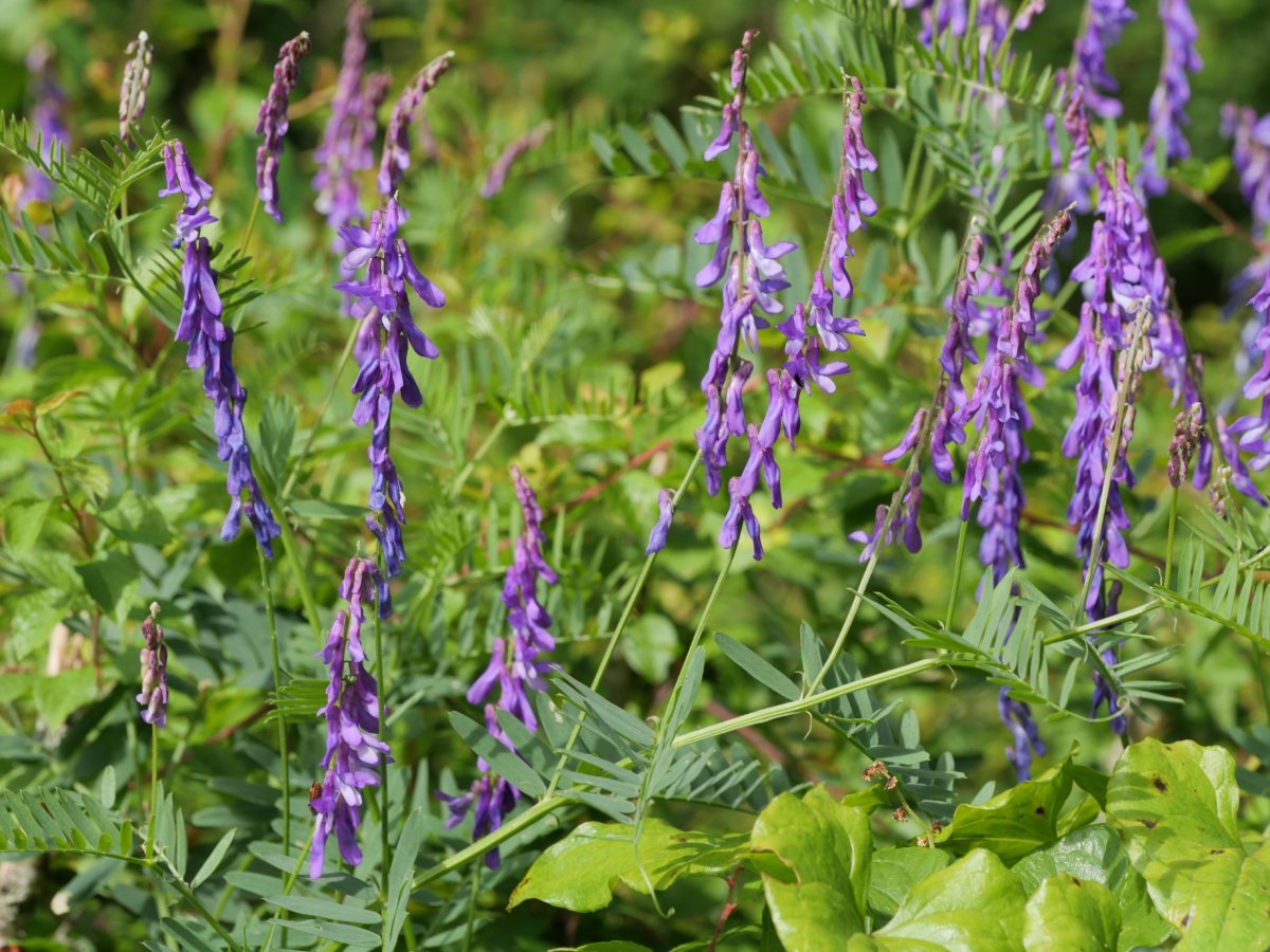 Vicia villosa varia Saldise inguruan
