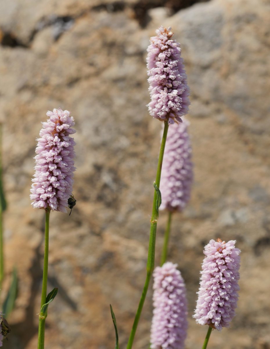 Persicaria bistorta Kartxelaren IEko hegian