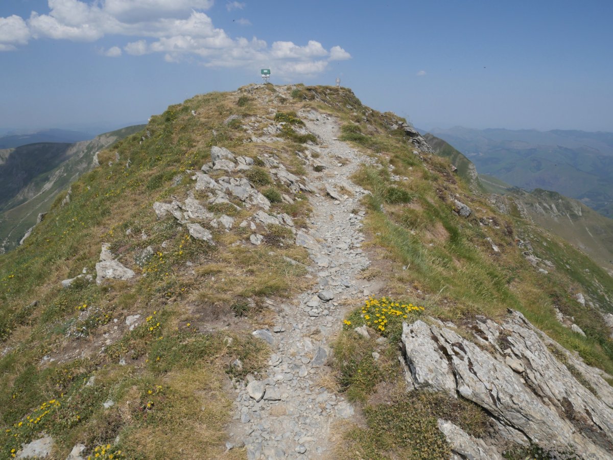 Lakartxela tontorra