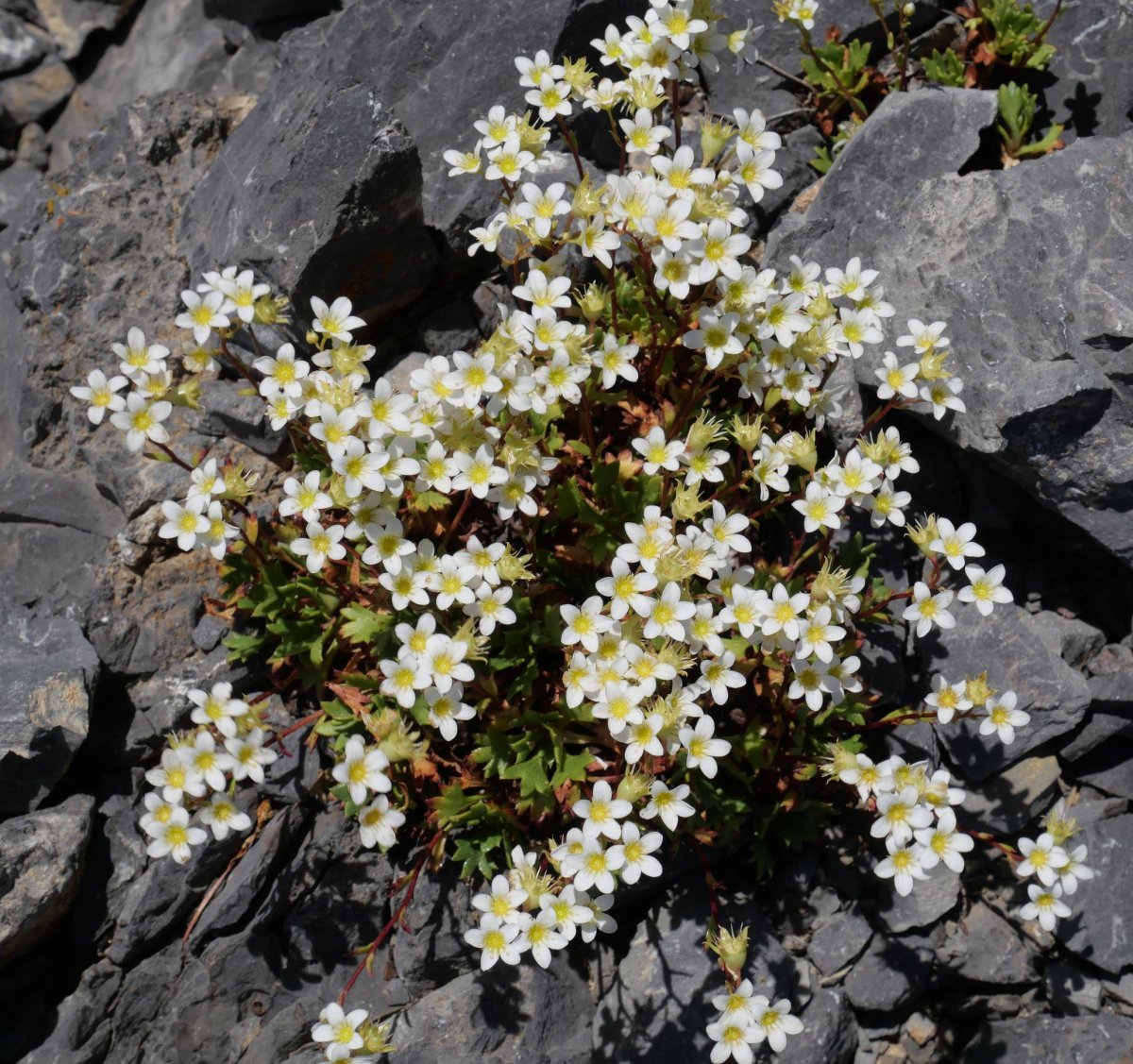 Saxifraga platyloba Gorreta d'os Gabachos tontorrean