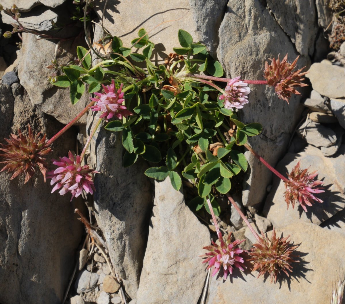 Trifolium thalii Quimboa Baxo mendian
