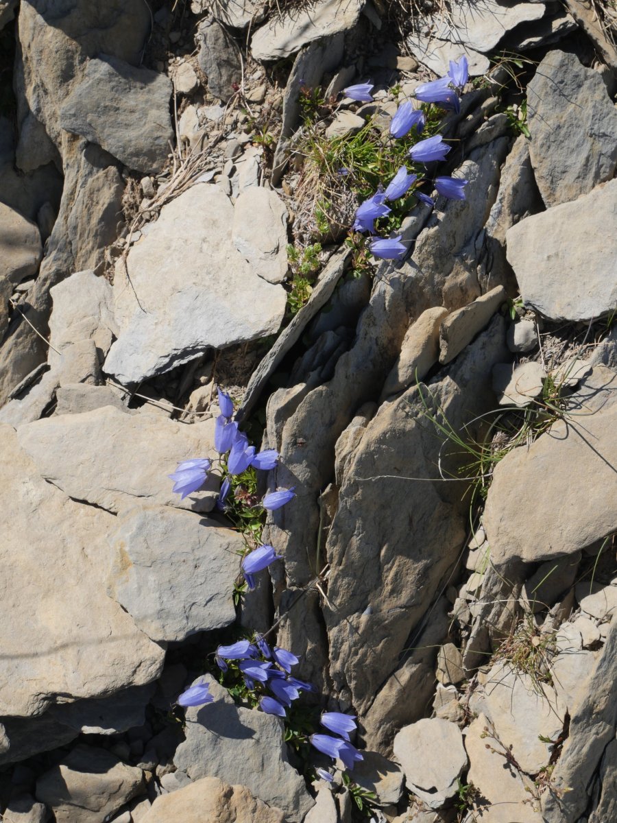 Campanula cochlearifolia Quimboa Baxo mendian